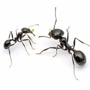 Household Ant