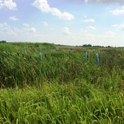 Shiloh Woods Conservation Area