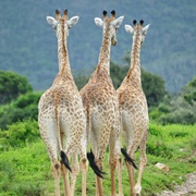 A Journey of Giraffe