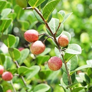 Cocoplum (Chrysobalanus Icaco)