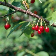 Taiwan Cherry (Prunus Campanulata)