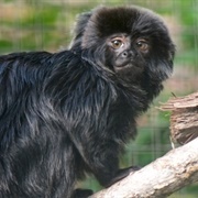 Goeldis Monkey