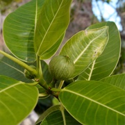 Ficus Insipida