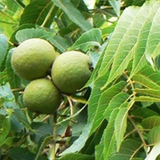 Gabon Nut (Coula Edulis)