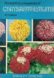 Chrysanthemums (Stanley Gosling)
