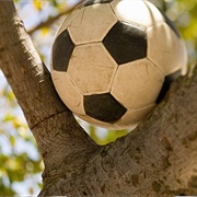 Ball Stuck in the Tree