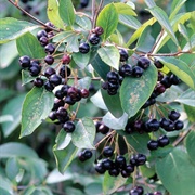 Black Chokeberry (Aronia Melanocarpa)