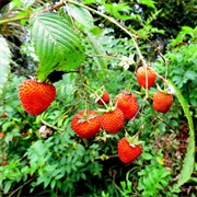 Mountain Raspberry (Rubus Fraxinifolius)