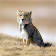 Tibetan Fox