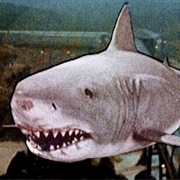 The Shark (Jaws 3-D, 1983)