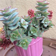 Crassula Perforata