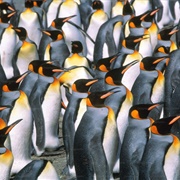 A Formality of Penguins