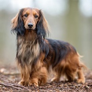 Dachshund