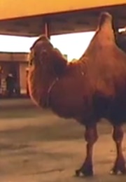 Internal Combustion (Calzadilla) (2007)