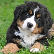 Bernese Mountain Dog