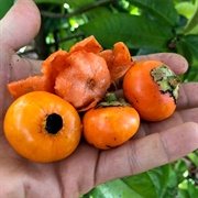 Button Mangosteen (Garcinia Prainiana)