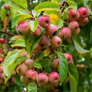 Crabapples