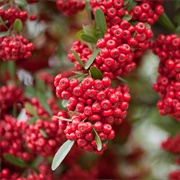 Scarlet Firethorn (Pyracantha Coccinea)