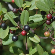 California Coffeeberry (Frangula Californica)