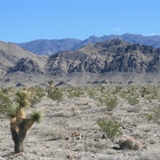 Desert National Wildlife Refuge