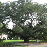The Big Oak