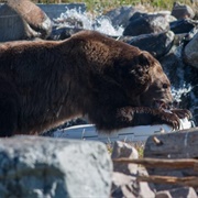 Grizzly and Wolf Discovery Center