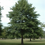 Pin Oak