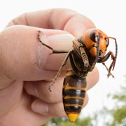 Asian Giant Hornet
