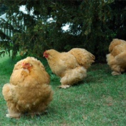 French Hen