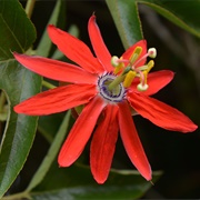 Passiflora Manicata