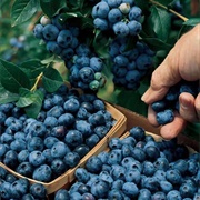 Soft Blueberries