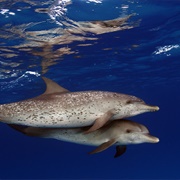 Atlantic Spotted Dolphin
