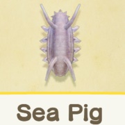 Sea Pig