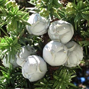 Syrian Juniper (Juniperus Drupacea)