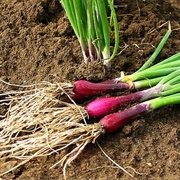 Red Scallions