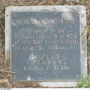 Indianapolis Moon Tree