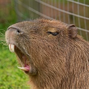 Capybara
