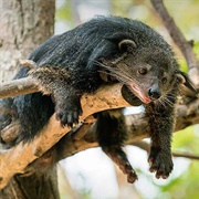 Binturong
