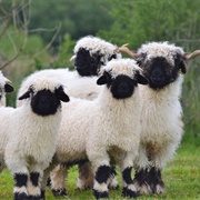 Valais Blacknose Sheep