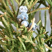 Eastern Redcedar (Juniperus Virginiana)