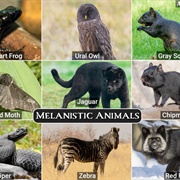See Melanistic Animal