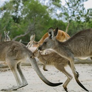 Calga Walkabout Wildlife Park