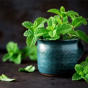 Peppermint Plant
