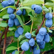 Blue Honeysuckle (Lonicera Caerulea)