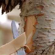 Birch Tree (Inner Bark)