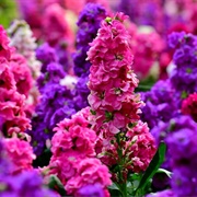 Jedan Dan - Dubrovački Trubaduri