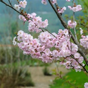 Winter-Flowering Cherry (Prunus × Subhirtella)