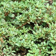 Purslane (All)