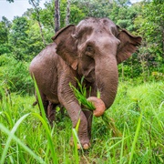 Asian Elephant