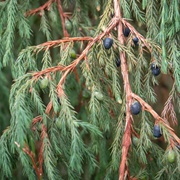 Himalayan Juniper (Juniperus Recurva)